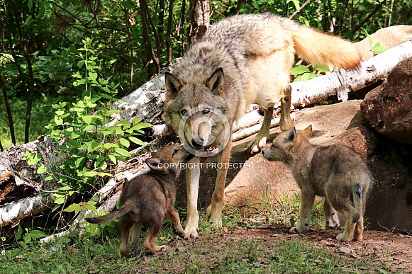 Wolf and Wolf Pups