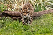 Jaguar Walking Towards Camera
