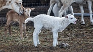 Baby sheep Lambs