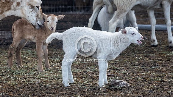 Baby sheep Lambs