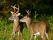 White tail deer