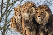 African Lions (Panthera Leo)