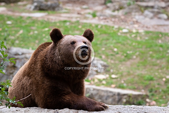 Brown bear Brown bear