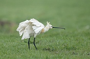 The Eurasian spoonbill