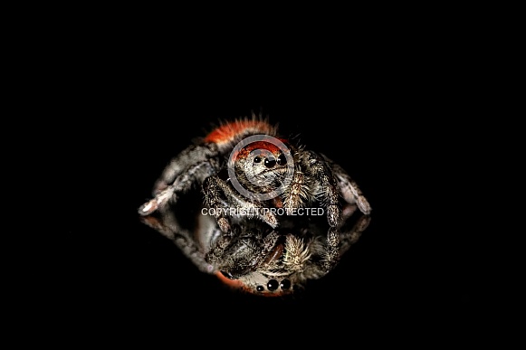 Jumping Spider