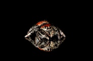 Jumping Spider