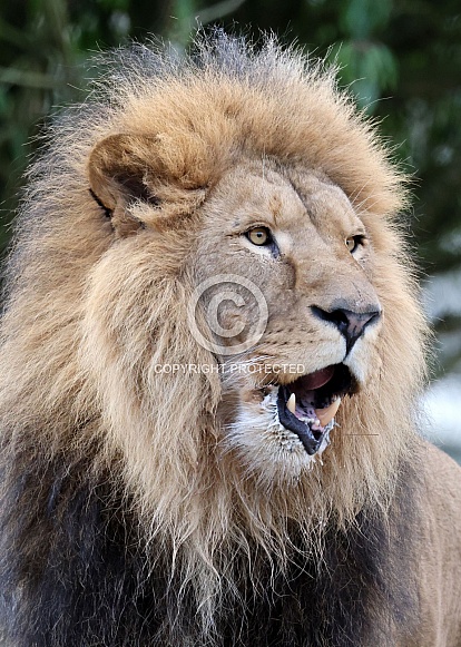 Lion (Panthera Leo)