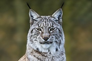 Lynx