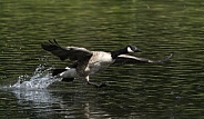 Canada Goose