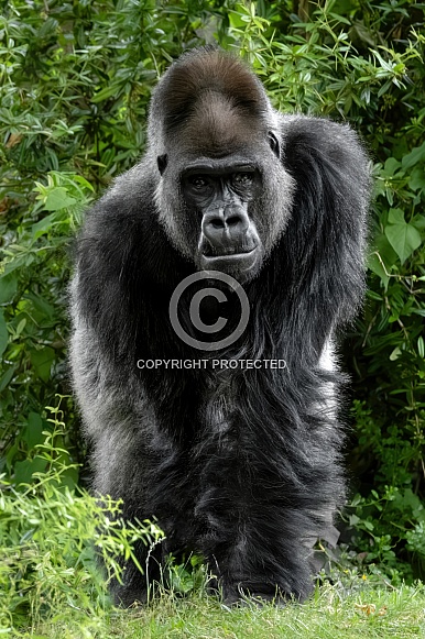 Western Lowland Gorilla