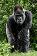 Western Lowland Gorilla