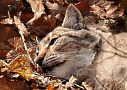 Relaxing Lynx