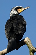 Great cormorant (Phalacrocorax carbo)