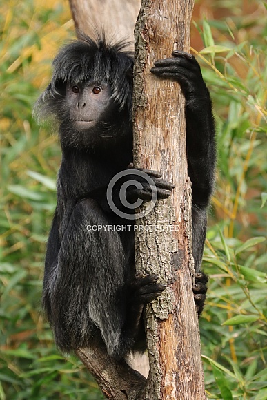 East Javan Langur (Trachypithecus Auratus)