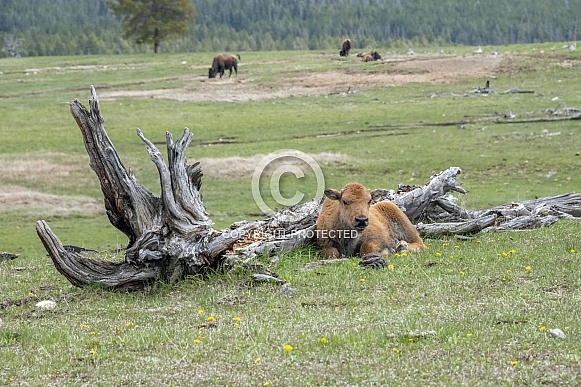 Bison Calf in Yellowstone National Park