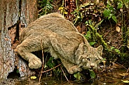North American Lynx