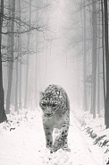 Snowy Snow leopard edit
