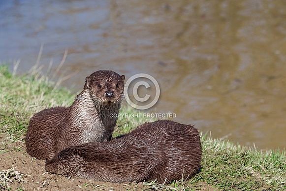 European Otters