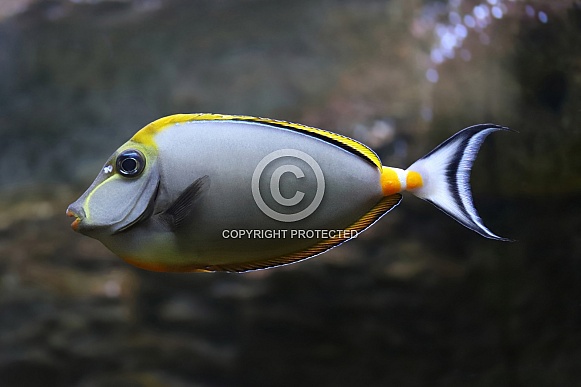 Naso Tang Fish