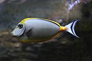 Naso Tang Fish