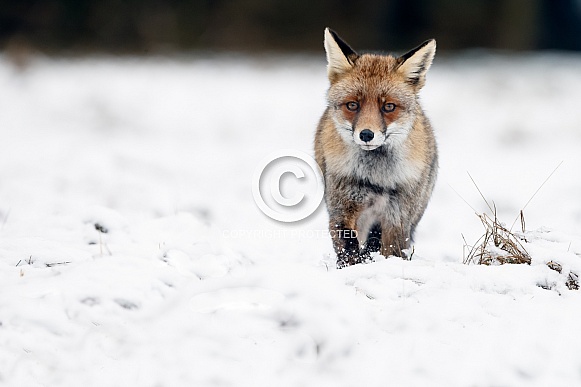 Red fox in Nature Red fox in Nature