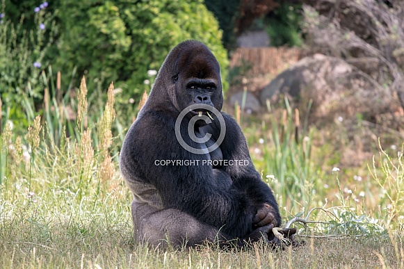 Western lowland Gorilla (Gorilla gorilla gorilla)