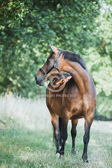 Warmblood Mare and Foal