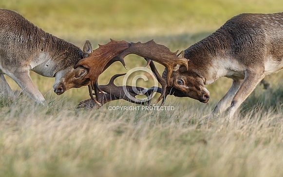 Fallow Deer Fallow Deer