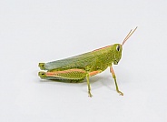 Showy Grasshopper