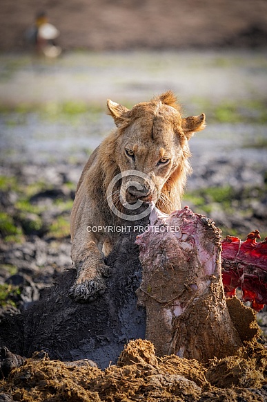 Male lion feasting on buffalo carcass Male lion feasting on buffalo carcass