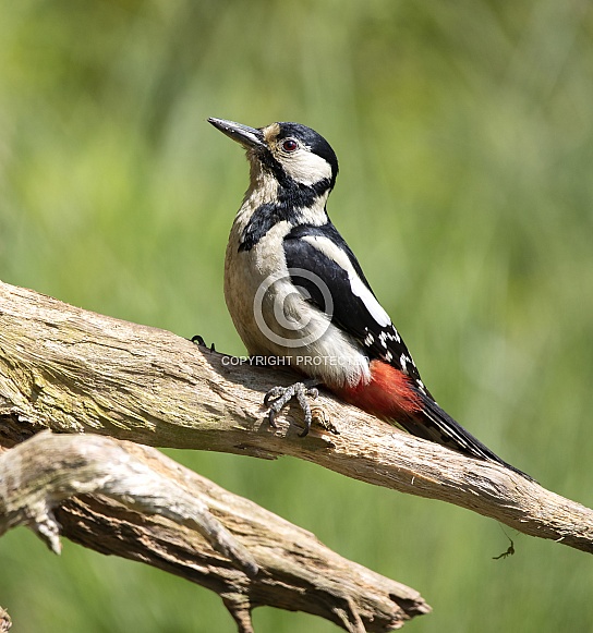 Greater Spotted Woodpecker Greater Spotted Woodpecker