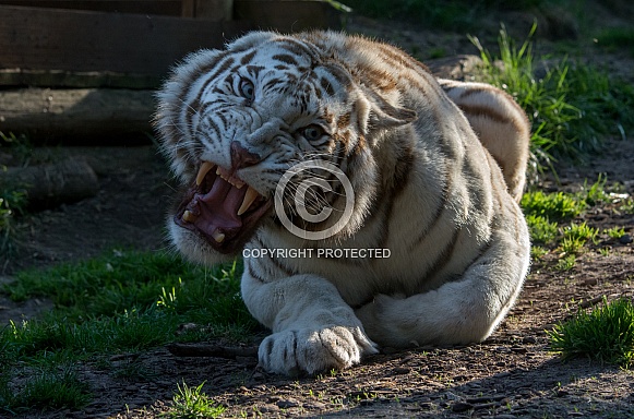 White Tiger