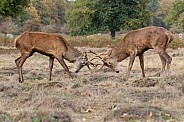 Red deer
