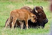 Bison, mother and calf