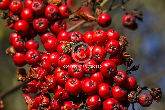 Wasp feeding on red berries