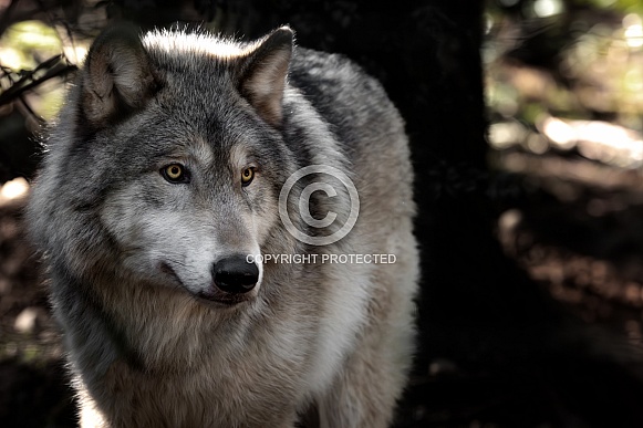Wolf Dog