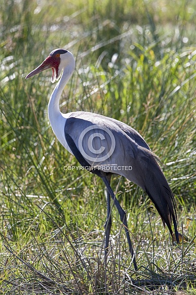Wattled Crane