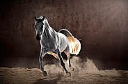 Arabian Horse--Arabian Glow