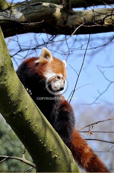 Red panda (Ailurus fulgens)