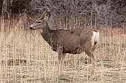 Mule Deer, Odocoileus hemionus
