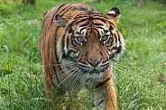 Sumatran Tiger Stalking Towards Camera