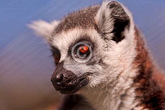 Lemur