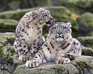 Snow leopards licking each other