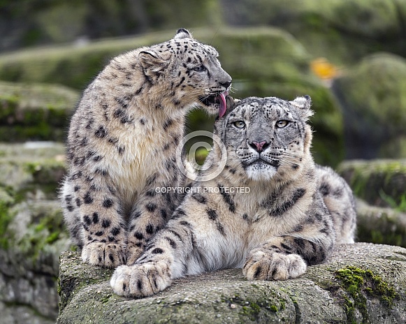 Snow leopards licking each other