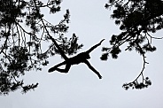 The Colombian spider monkey (Ateles fusciceps rufiventris)