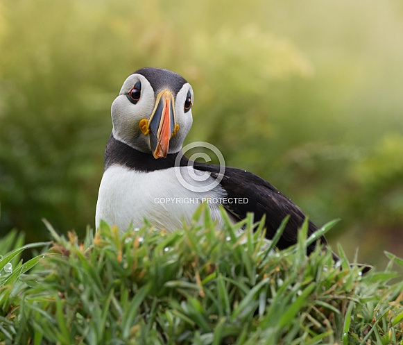 Puffin