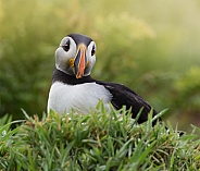 Puffin