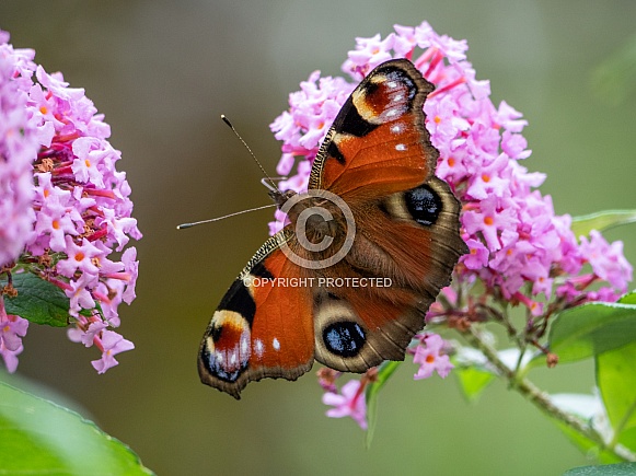 Peacock Butterfly (Inachis io) Peacock Butterfly (Inachis io)