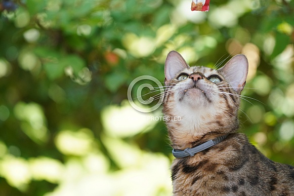 Bengal Cat