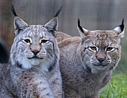 Pair Of Lynx